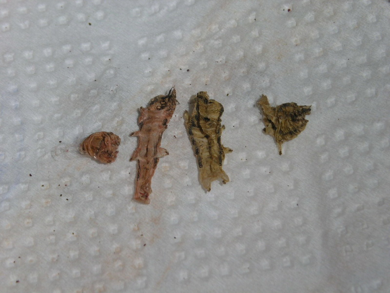 来源: 罗定市太平镇党政办