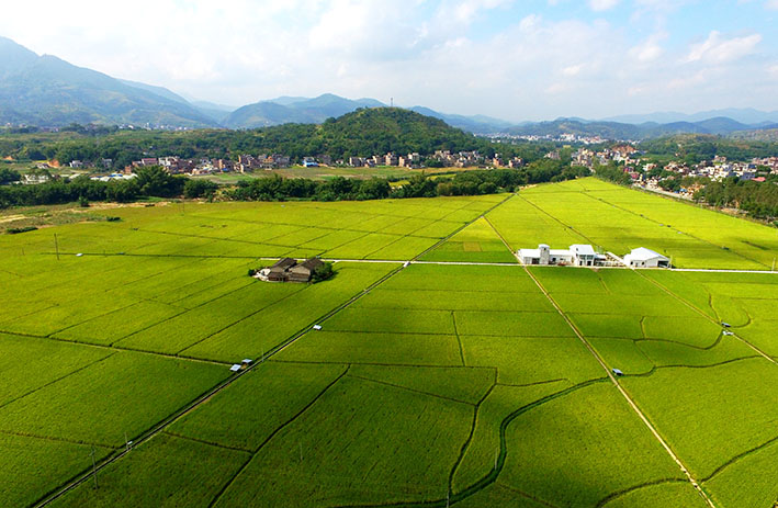 泗纶镇强优势补弱项乡村振兴展翅高飞